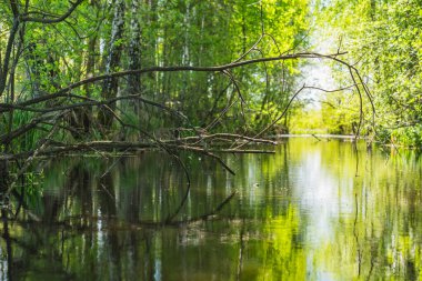Burada, küçük bir göletin kıyısında büyüyen bitkilerin sularındaki yansıma.