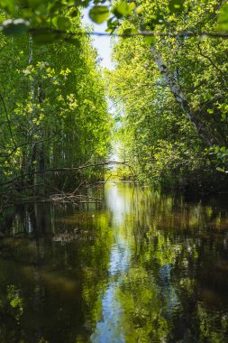 Burada, küçük bir göletin kıyısında büyüyen bitkilerin sularındaki yansıma.