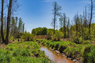 Bir drenaj hendeği olan ormanlık sulak arazi manzarası
