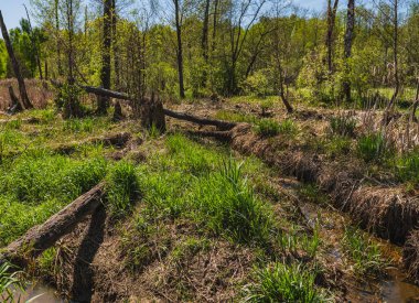 Yerde eski ağaçların olduğu doğal manzara.