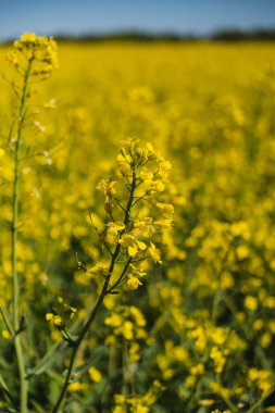Baharın başlarında mavi gökyüzünün altında sarı kolza tohumu tarlaları