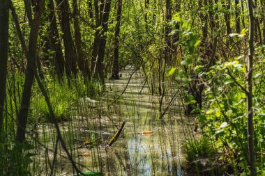 Bataklıktaki bir ormanın manzarası. Altında at kuyruğu ve suda cam şişeler var.