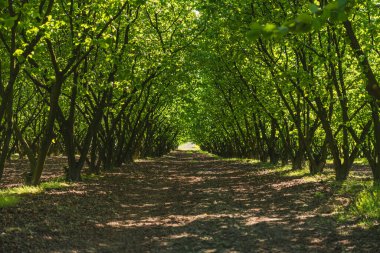 Baharın başında yeşil yapraklarla dolu fındık tarlası