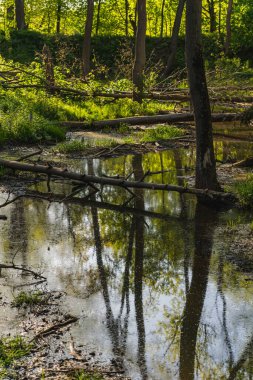 Nehir kenarındaki bataklık bir alanda devrilmiş ağaçların manzarası.
