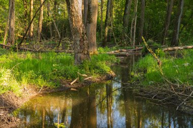 Nehir kenarındaki bataklık bir alanda devrilmiş ağaçların manzarası.