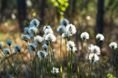 Yaban tavşanı kuyruğu otunun ayrıntıları baharın başlarında bir fen üzerinde büyüyor.