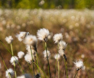 Yaban tavşanı kuyruğu otunun ayrıntıları baharın başlarında bir fen üzerinde büyüyor.