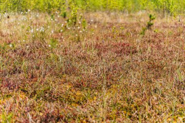 Polonya 'nın Lublin Eyaleti' ndeki Obradowski Gölü 'nün üzerindeki bir bezelye tarlasında bitki örtüsü.