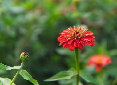 Asteraceae familyasından Zinnia bitkisinin kırmızı çiçeklerini kapatın.