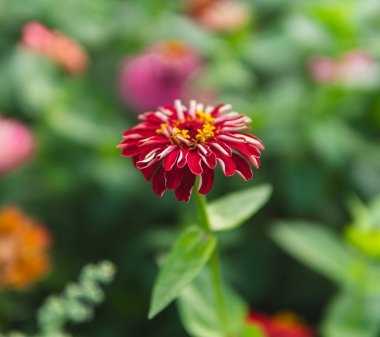 Asteraceae familyasından Zinnia bitkisinin kırmızı çiçeklerini kapatın.