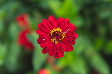 Asteraceae familyasından Zinnia bitkisinin kırmızı çiçeklerini kapatın.
