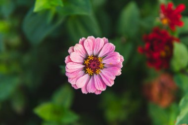Close up of pink flowers of Zinnia plant from the family Asteraceae