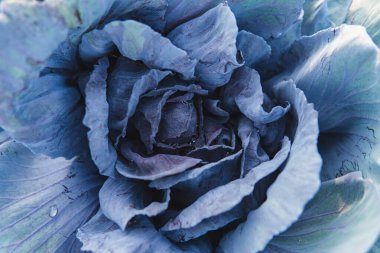 Tarlada yetişen olgun lahanaların yakın çekimi.