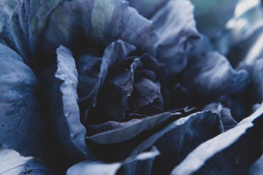 Tarlada yetişen olgun lahanaların yakın çekimi.