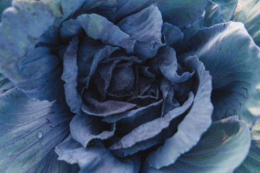 Tarlada yetişen olgun lahanaların yakın çekimi.