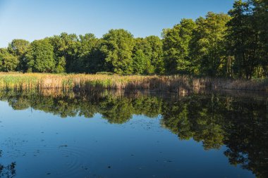 Güneşli bir günde, ağaçların kıyılarında üreme göletlerinin manzarası