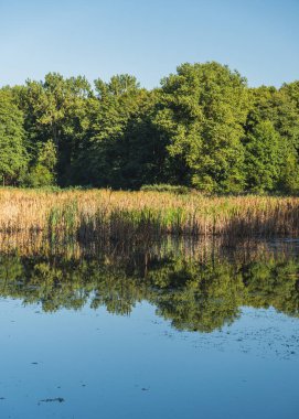 Güneşli bir günde, ağaçların kıyılarında üreme göletlerinin manzarası