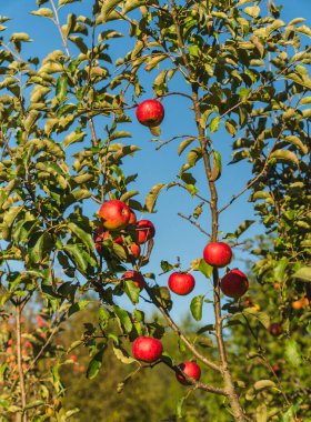 Elma ağacında yetişen sulu kırmızı elmaların yakın çekimi
