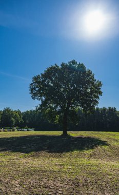 Güneşli bir günde, tarlanın ortasında tek bir ağacın olduğu bir manzara..