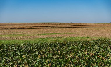 Sonbaharın başlarında hasat mevsiminden sonra boş tarlaları gösteren bir manzara.