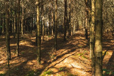 Çamlar arka arkaya dikilmiş, kuraklık yüzünden iğneleri sökülmüş.