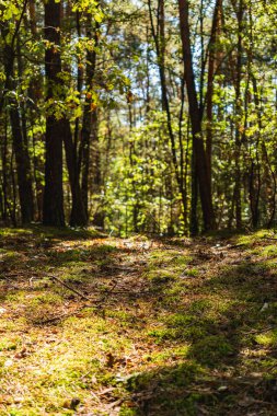 Nadiren kullanılan orman toprak yolu boyunca manzara