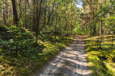 Nadiren kullanılan orman toprak yolu boyunca manzara