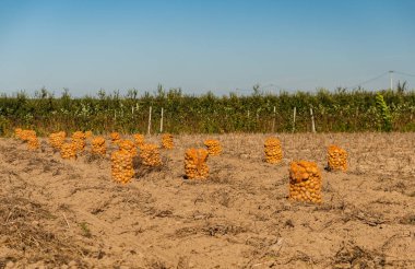 Bir tarlada içi patates dolu çuvallarla dolu bir manzara.