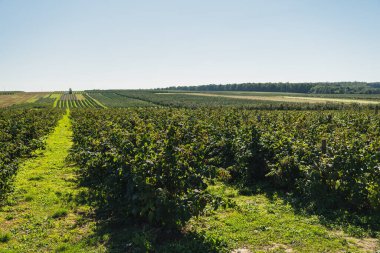Sıra sıra büyüyen ahududu çalılarıyla manzara