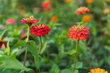 Asteraceae familyasından Zinnia bitkisinin kırmızı çiçeklerini kapatın.