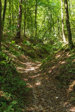 Yaz boyunca ormandaki bir vadide uzanan toprak bir yol.