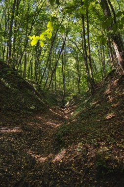 Polonya 'da bir ormandaki doğal Loess Gulls manzarası.