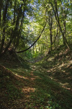 Polonya 'da bir ormandaki doğal Loess Gulls manzarası.