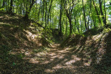 Yaz boyunca ormandaki bir vadide uzanan toprak bir yol.