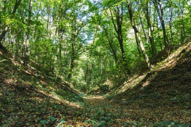 Polonya 'da bir ormandaki doğal Loess Gulls manzarası.