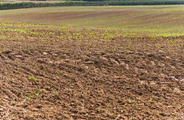 Yazın sonunda büyümeye başlayan küçük yeşil bitkilerle dolu neredeyse boş bir arazi.