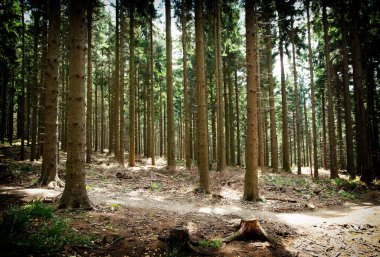 Eski çam ormanının ayrıntıları