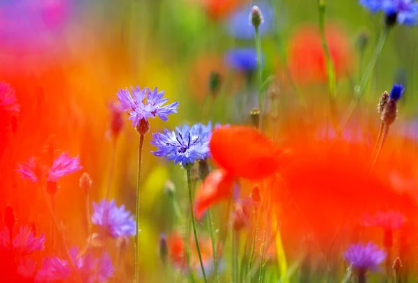 夏の花の草原のポピー — ストック写真