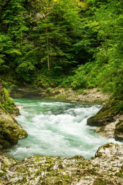 Slovenya 'daki güzel Vintgar Kanyonu