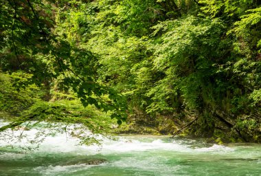 Slovenya 'daki güzel Vintgar Kanyonu