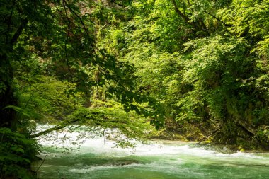 Slovenya 'daki güzel Vintgar Kanyonu