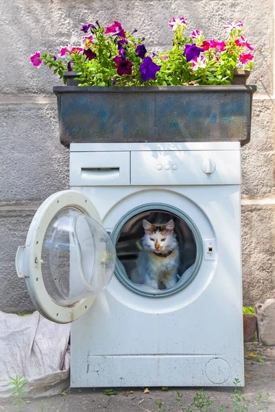 Cat\'s house in a dump. The cat (Turkish Van) chose a washing machine, intended for recycling, for recreation.