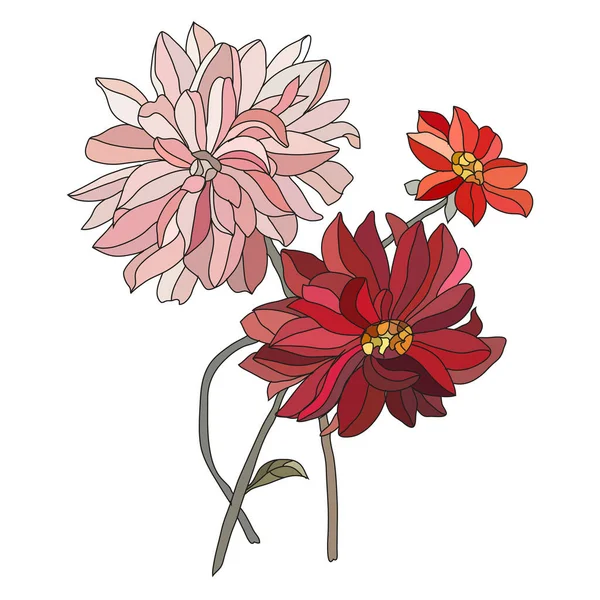 Fleurs Décoratives Dahlia Éléments Design Peut Être Utilisé Pour Les — Image vectorielle