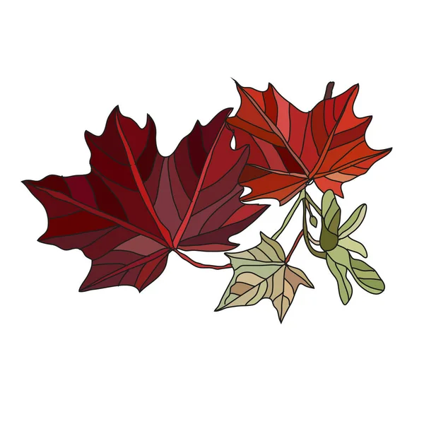 Dekorative Von Hand Gezeichnete Blätter Aus Herbst Ahorn Gestaltungselemente Kann — Stockvektor