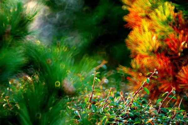 güzel doğal bokeh arka plan.