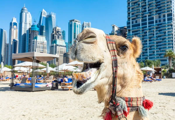 Camel Dubai Jumeirah Beach Marina Skyscrapers Uae Popular Public Jbr — Stockfoto