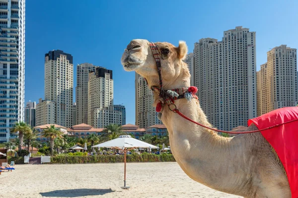 Cammello Sulla Spiaggia Dubai Jumeirah Con Grattacieli Marina Negli Emirati — Foto Stock
