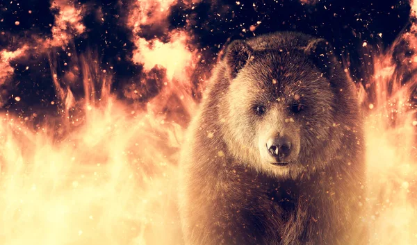 Grizzly Bear Fire Power Strength Energy Concept Front View — Zdjęcie stockowe