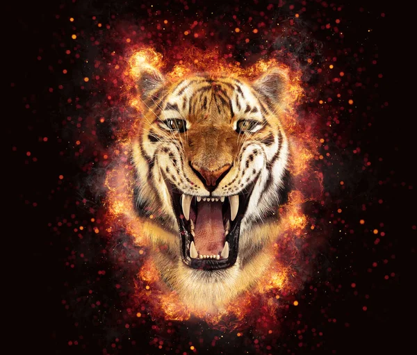 Tiger roar on fire. Energy, power or anger illustration