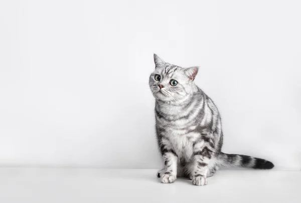 Kitten Isolated White British Shorthair Silver Tabby Cat Breed Purebred — Stockfoto